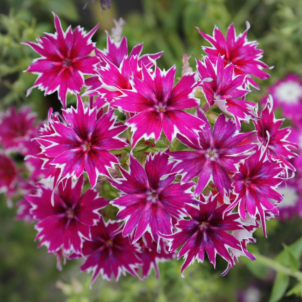 Close-up of pink and white flowers with a blurred green background