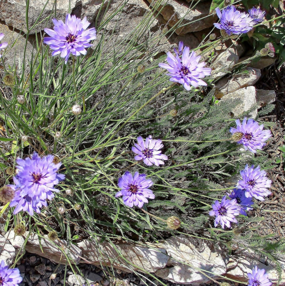 Purple flowers growing among rocks and dry grass