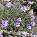 Purple flowers growing among rocks and dry grass