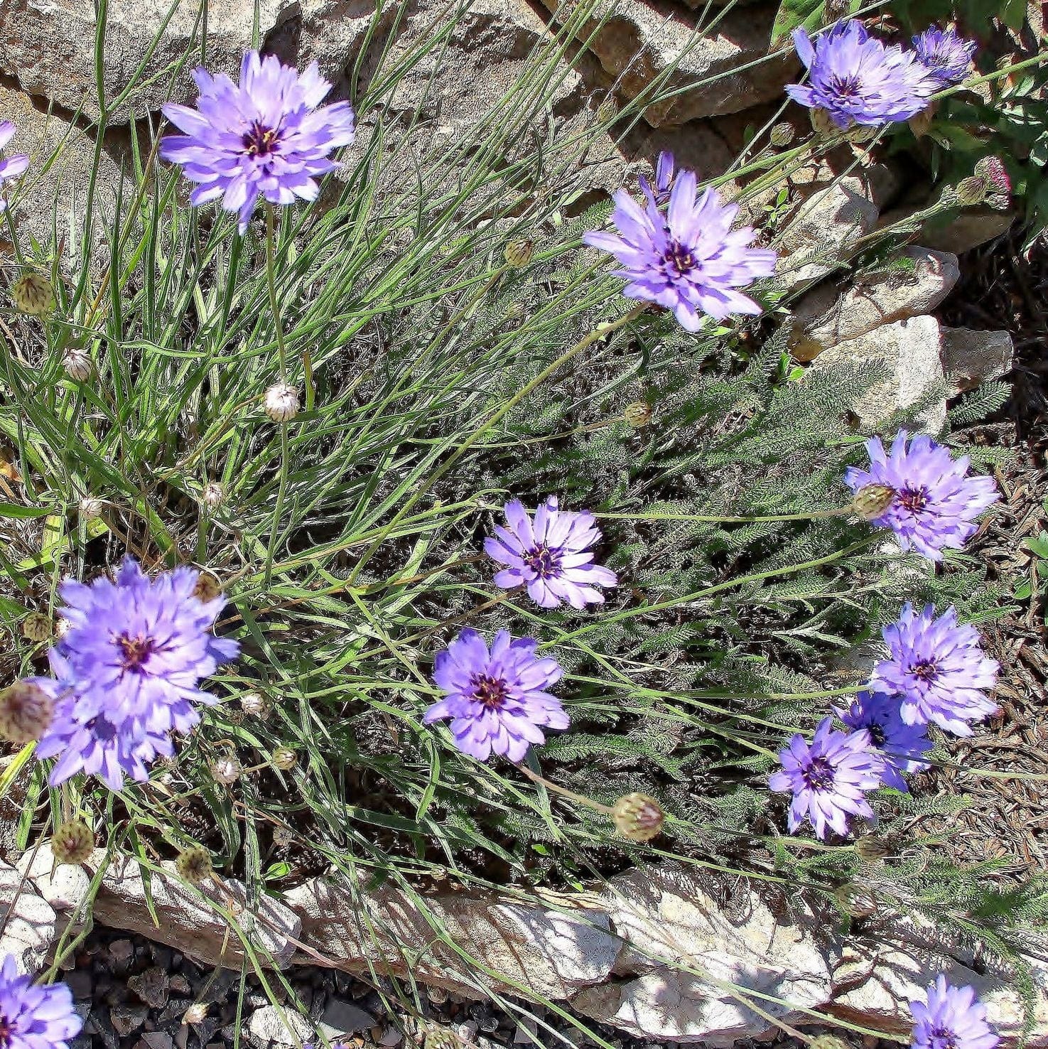 Purple flowers growing among rocks and dry grass