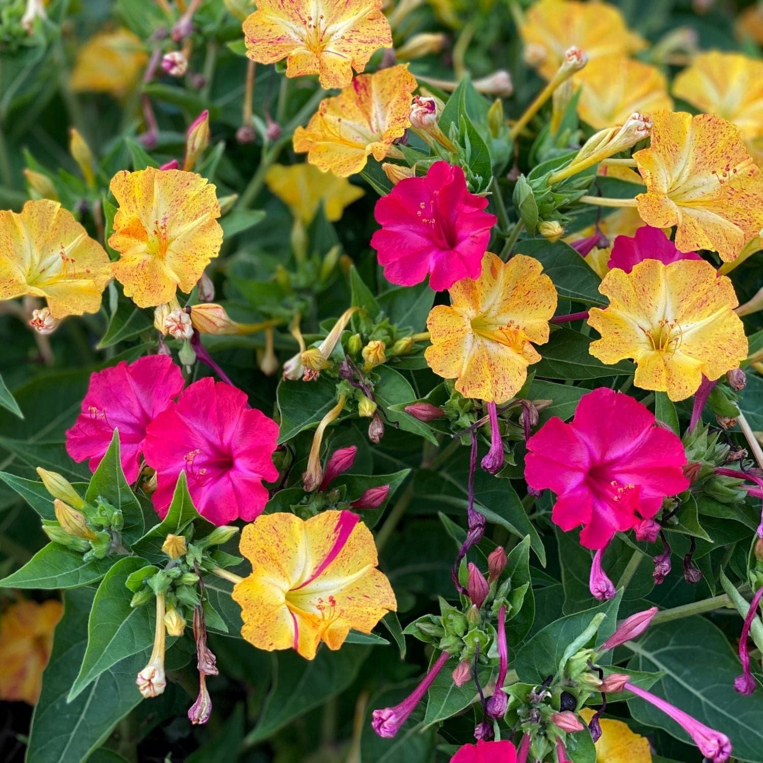 Organic Garden Selection