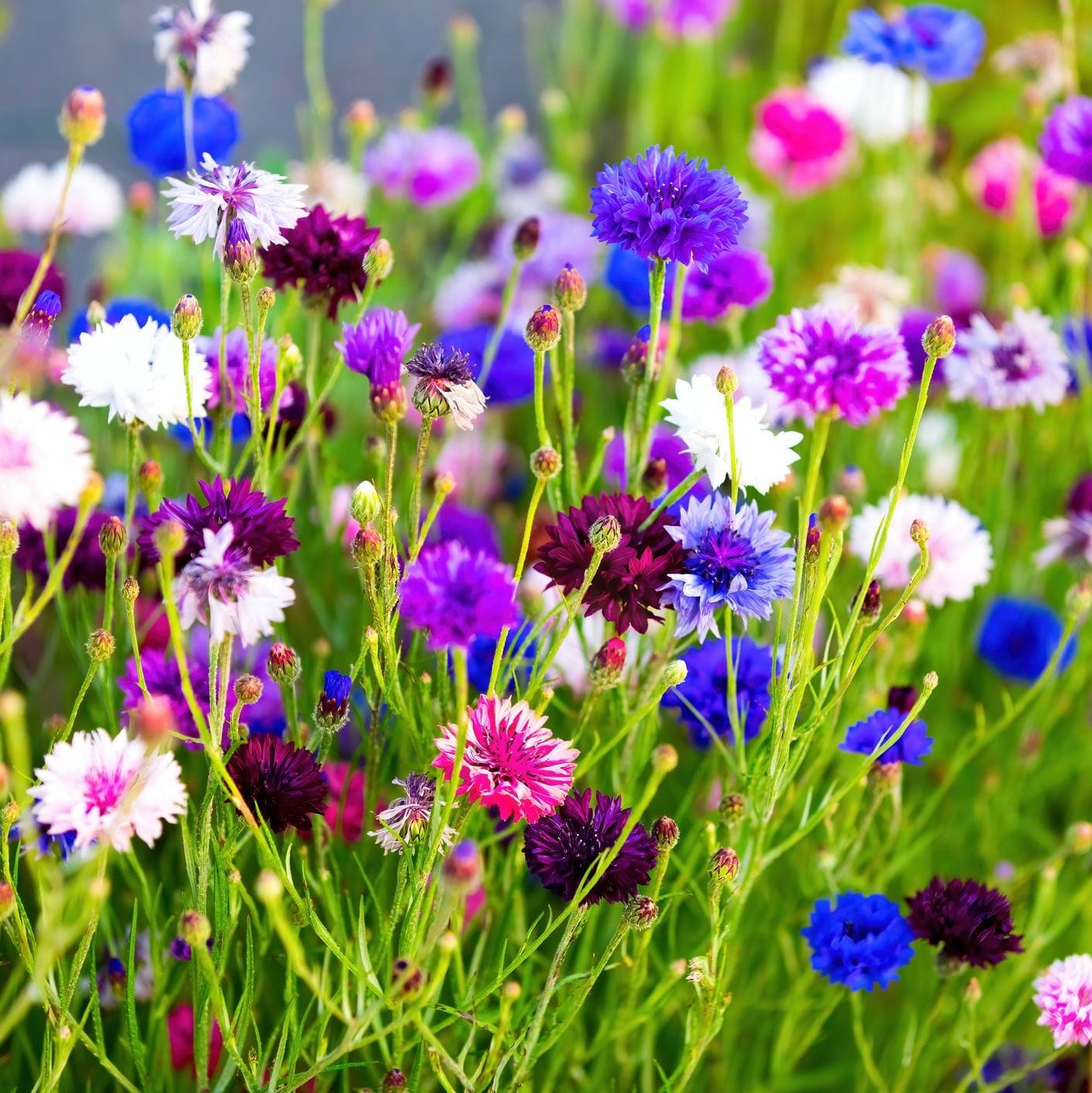 Organic Garden Selection