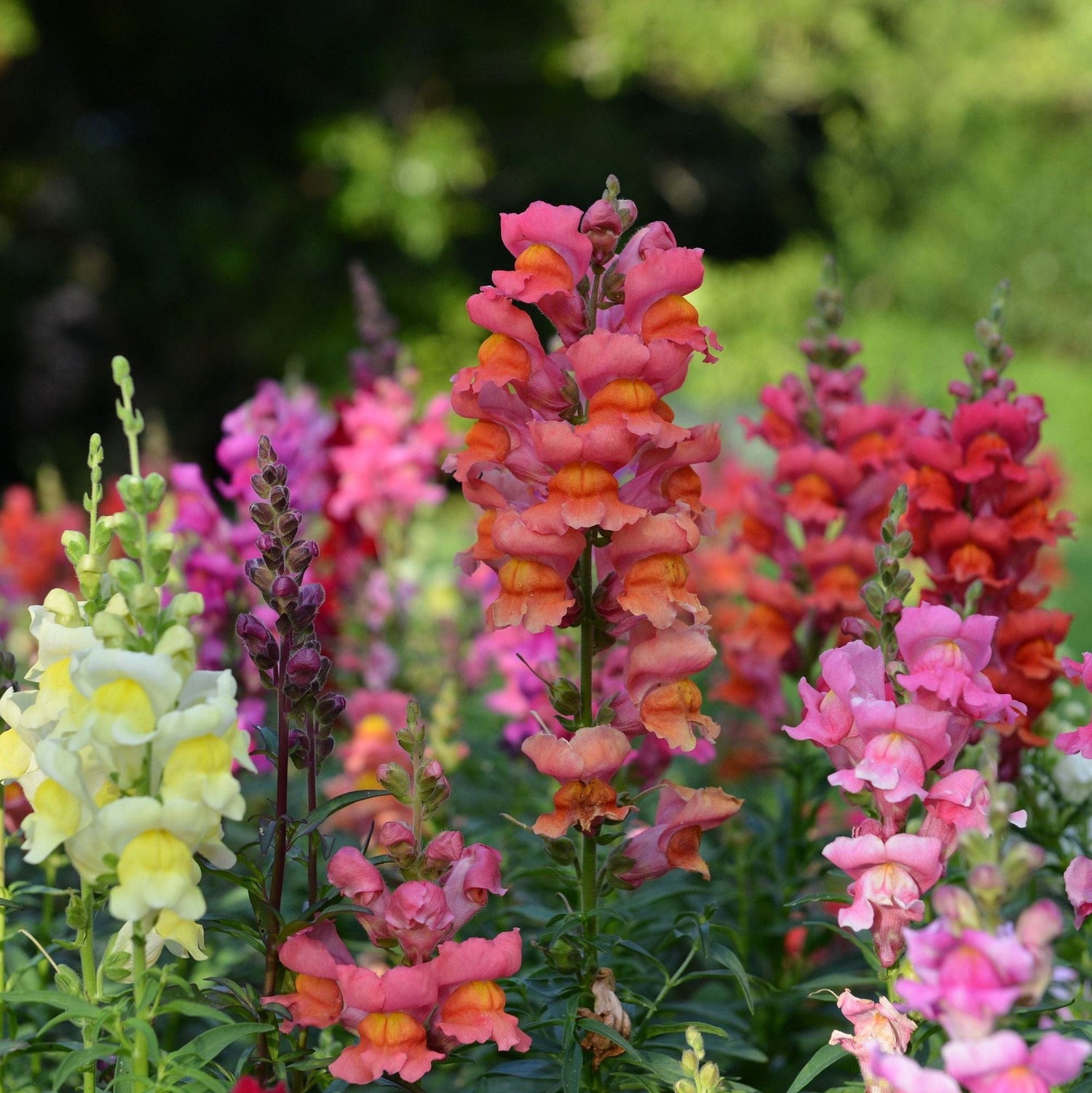 Colorful snapdragon flowers in a garden setting with a blurred green background