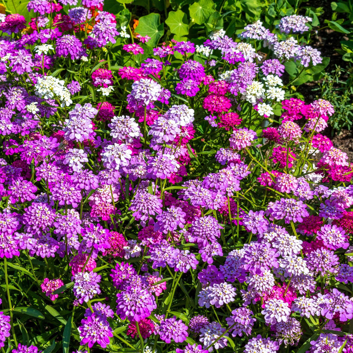 Bouquet of purple, pink, and white flowers with green leaves