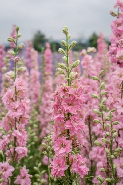 Field of pink flowers with a blurred background