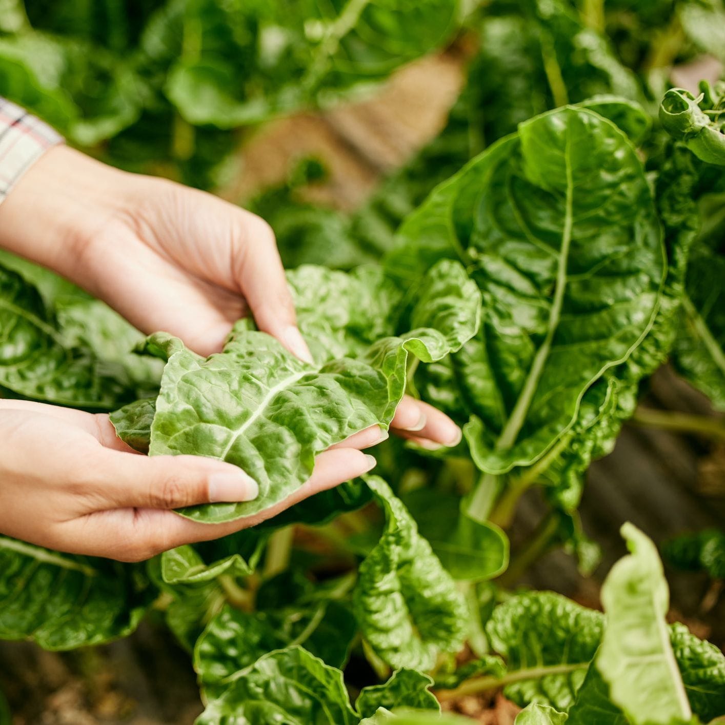 Person holding a leaf of green leafy vegetable in a garden setting