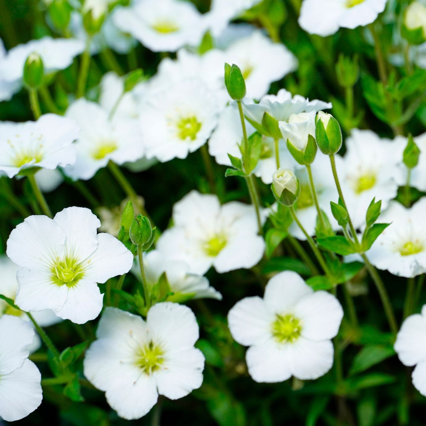 Close-up of white flowers with green centers on a blurred green background