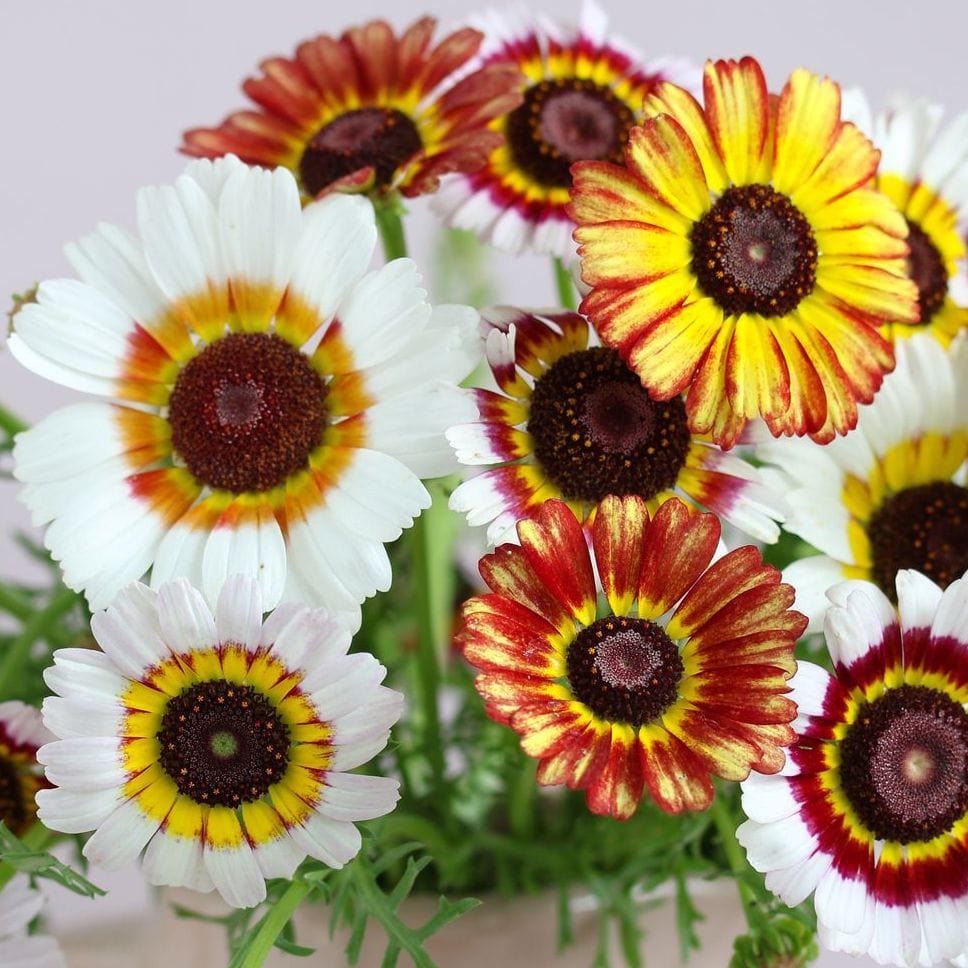 Bouquet of flowers with red, yellow, and white centers on a light background