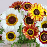 Bouquet of flowers with red, yellow, and white centers on a light background