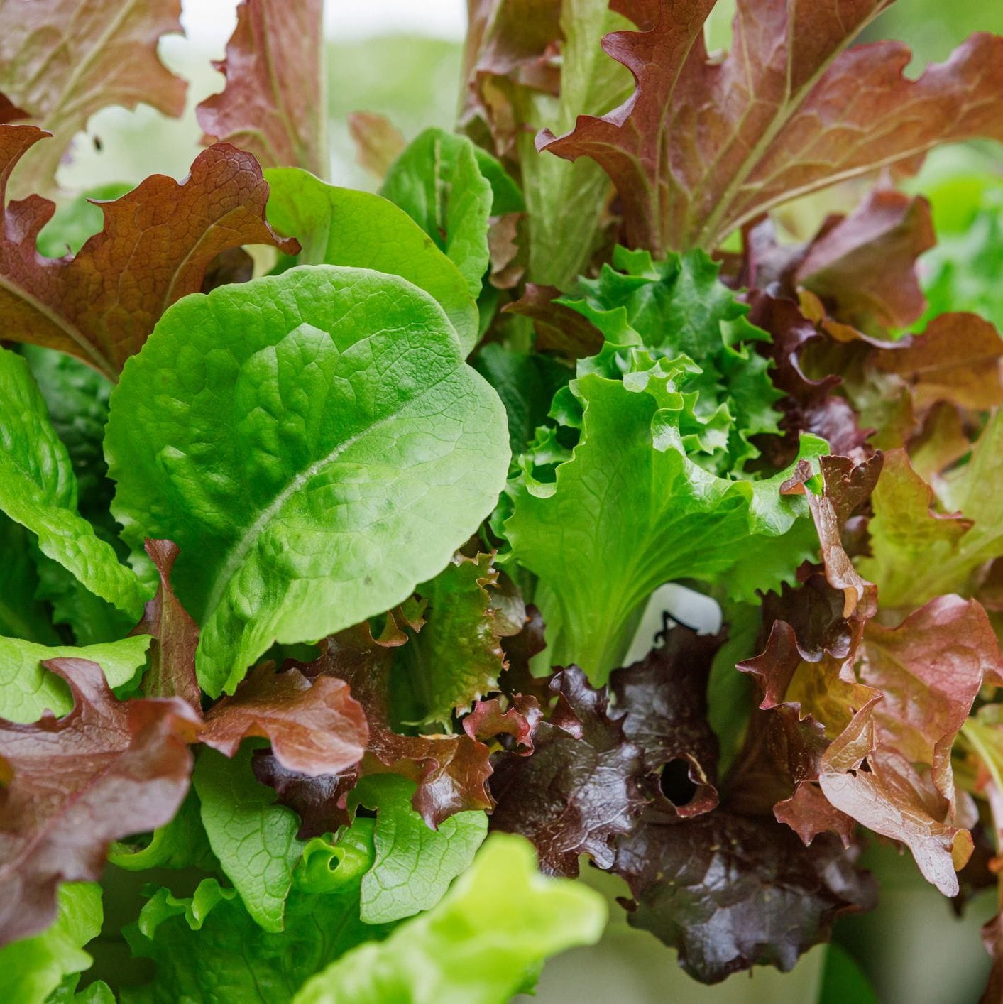 Lettuce – Mixed