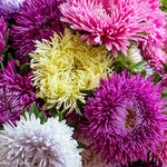Close-up of colorful asters including pink, yellow, purple, and white.