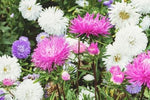 Colorful flowers including white, pink, and purple in a natural setting