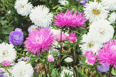 Colorful flowers including white, pink, and purple in a natural setting
