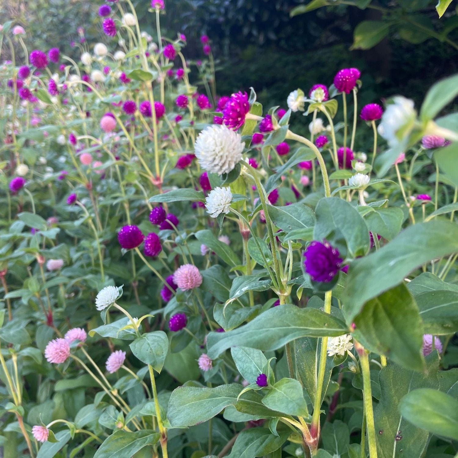 Field of purple and white flowers with green leaves