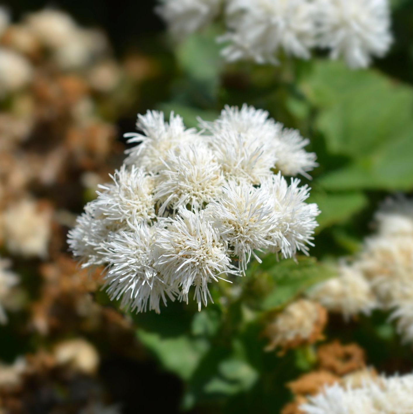 Close-up of white flowers with green leaves on a blurred natural background