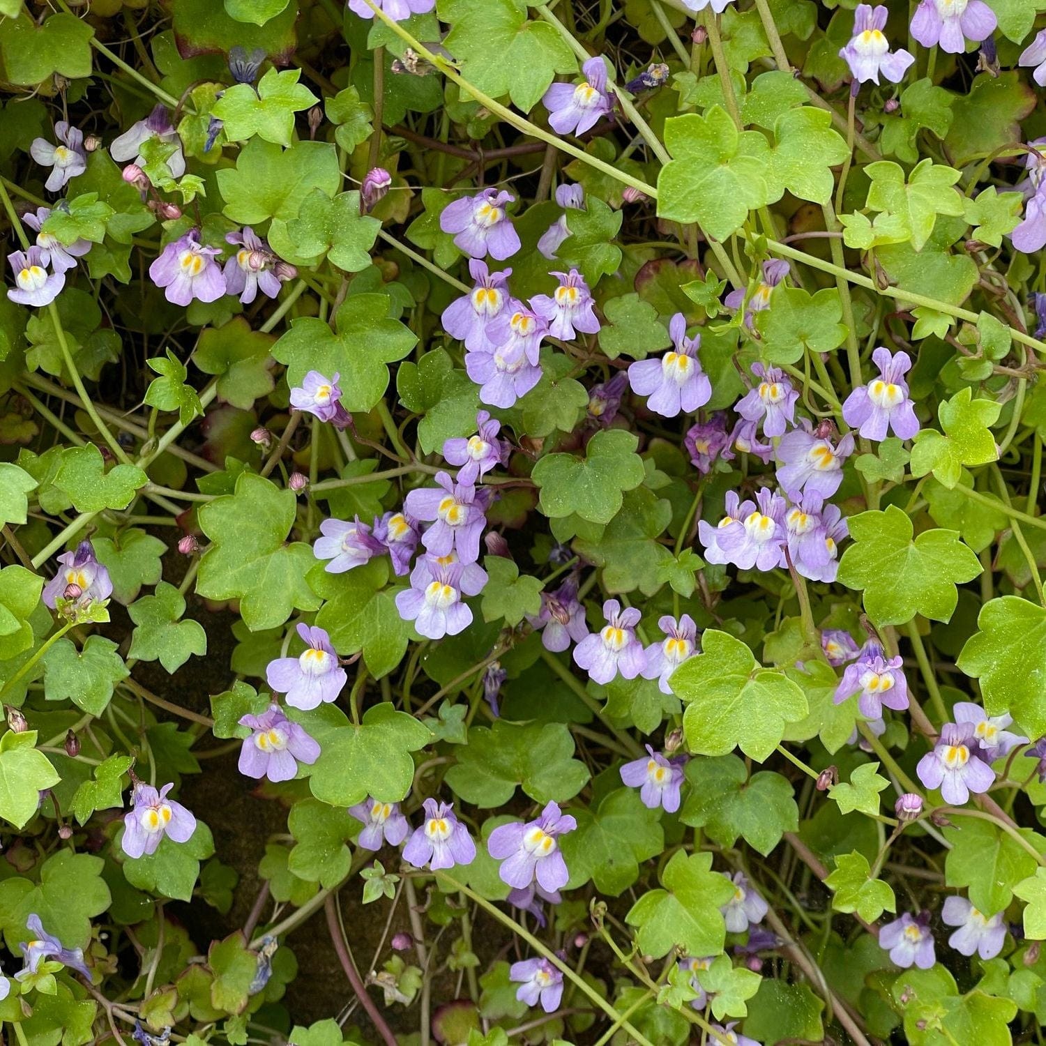 Purple flowers with yellow centers amidst green leaves