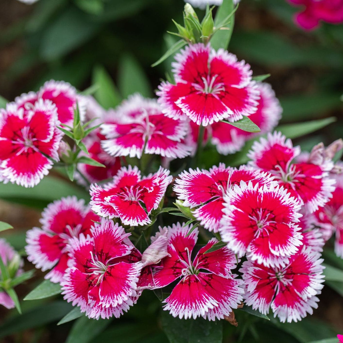 Close-up of pink and white flowers with green leaves