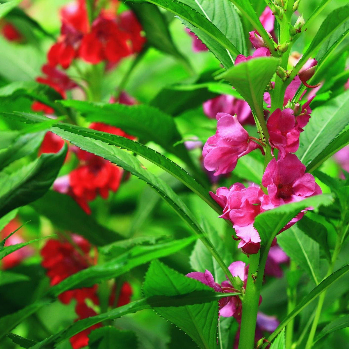 Organic Garden Selection