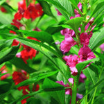 Organic Garden Selection