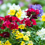 Multicolored flowers including red, yellow, and purple in a garden setting.