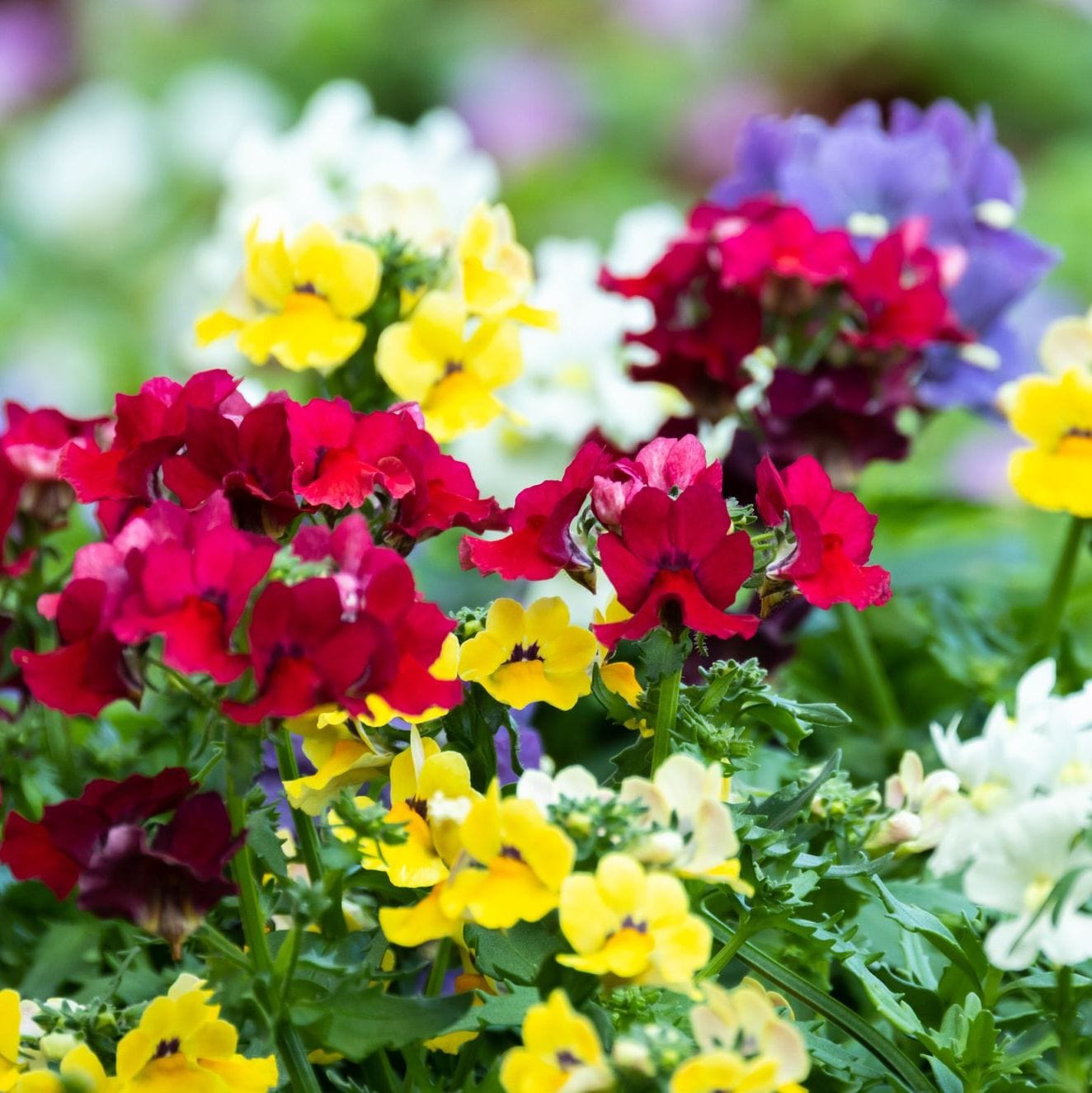 Multicolored flowers including red, yellow, and purple in a garden setting.