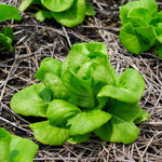 Green lettuce plant growing in soil