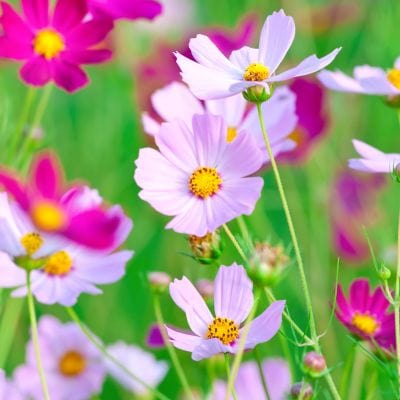Close-up of pink and purple flowers with green leaves