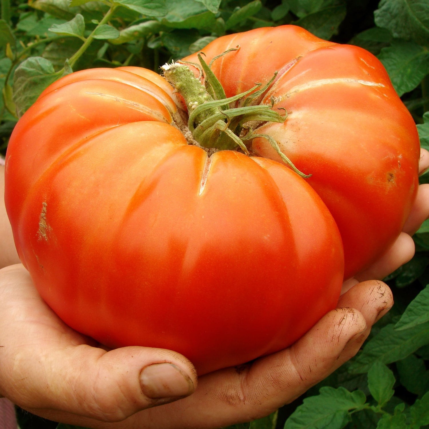 Tomato – Mortgage Lifter (Heirloom)