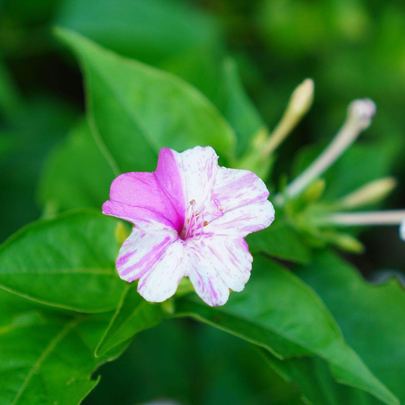 Organic Garden Selection