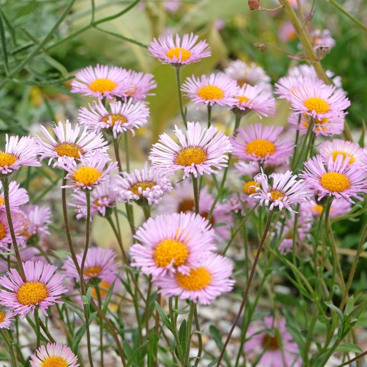 Group of pink flowers with yellow centers in a natural setting