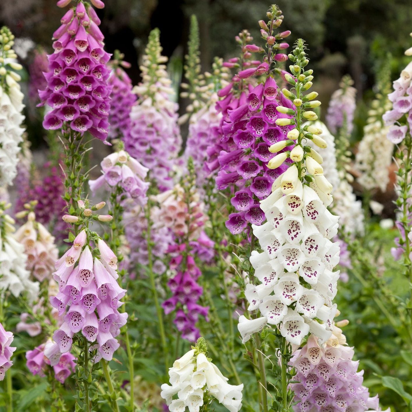 Foxglove (Digitalis purpurea) – Excelsior Mix