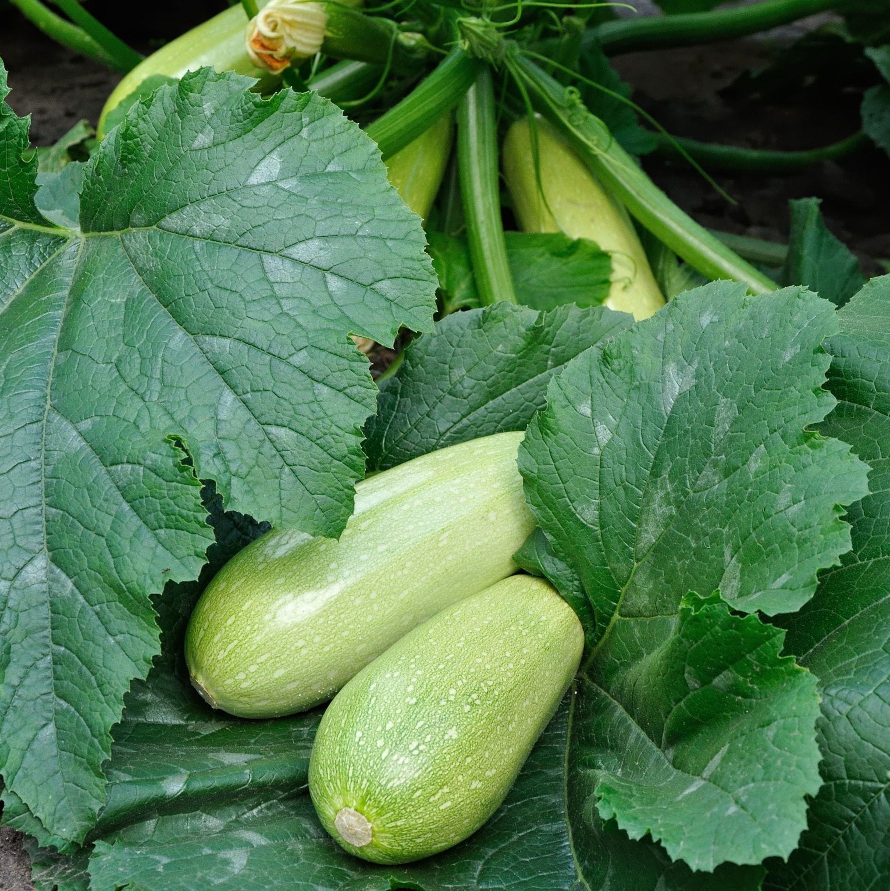 Two green zucchinis on a bed of green leaves