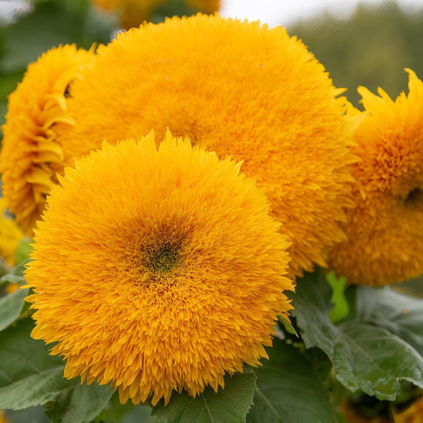 Close-up of bright yellow sunflowers with green leaves.