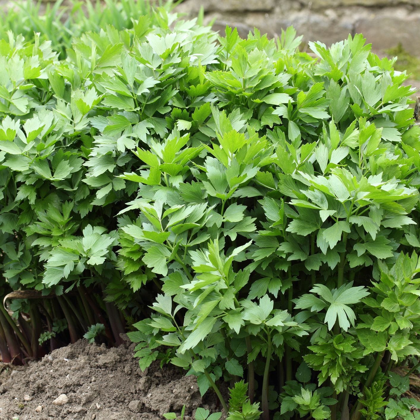 Lovage