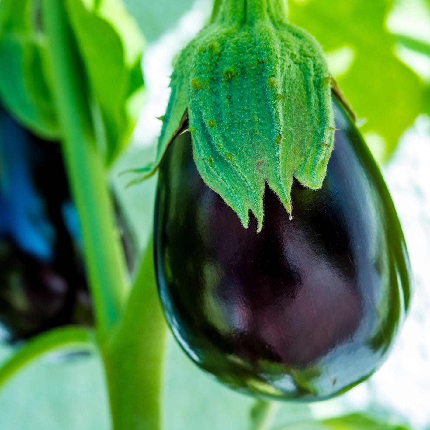 Ripe eggplant hanging from a plant with green leaves.