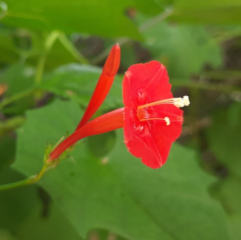Organic Garden Selection