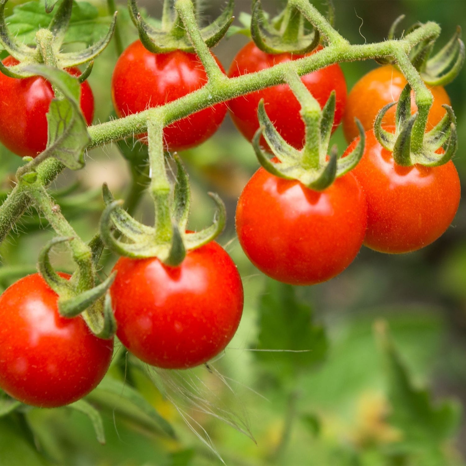 Tomato – Wild Currant Tomato (Heirloom)