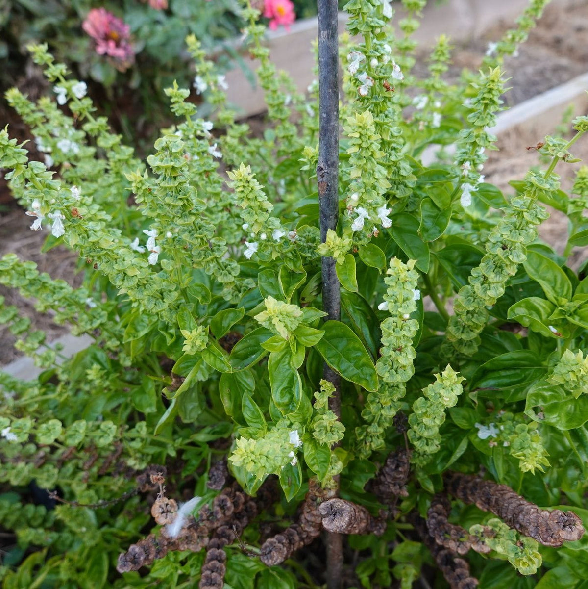 Organic Garden Selection