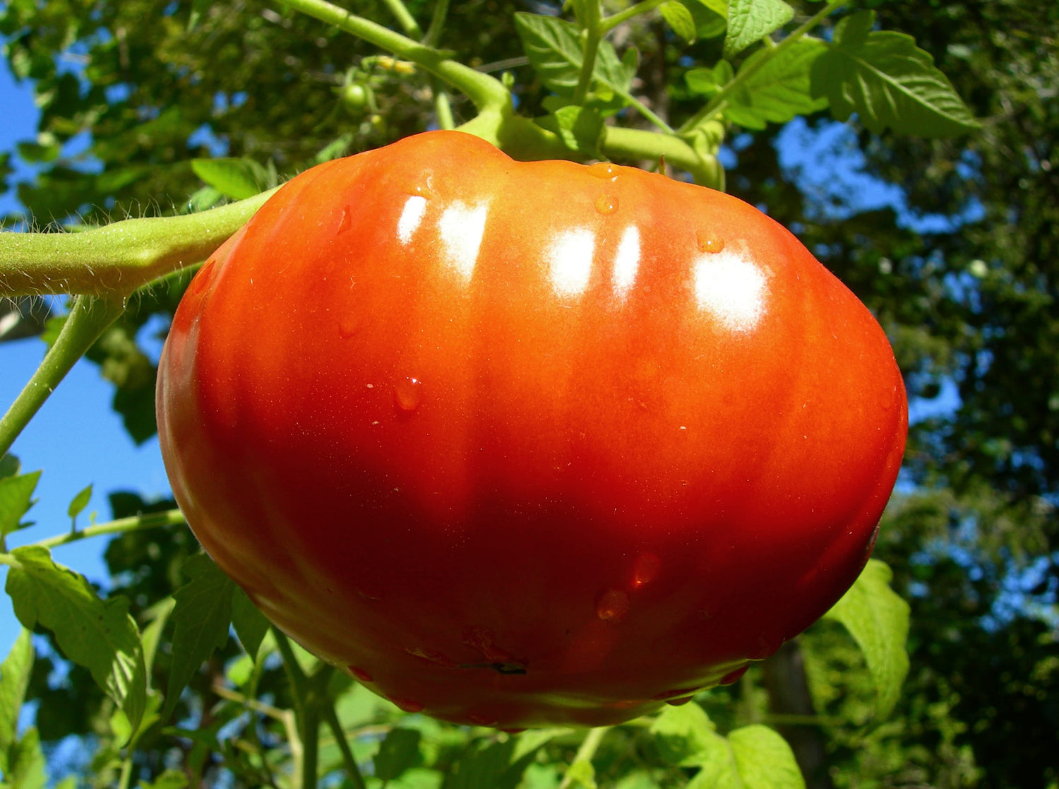 Tomato – Grosse Lisse (Heirloom)