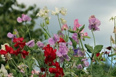 Colorful flowers in a garden with a blurred background