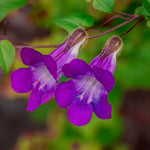 Close-up of purple flowers with green leaves on a blurred natural background