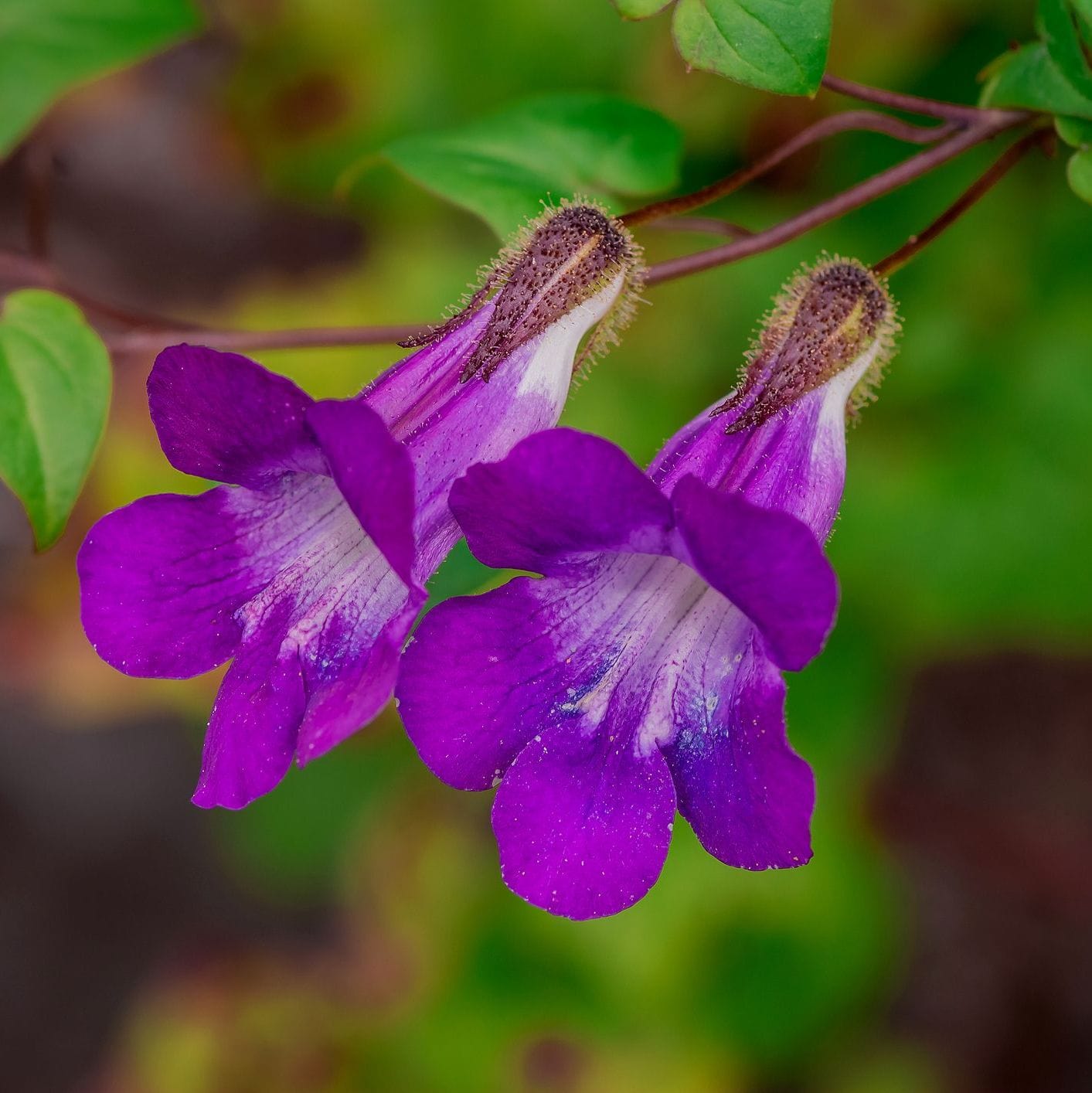 Close-up of purple flowers with green leaves on a blurred natural background