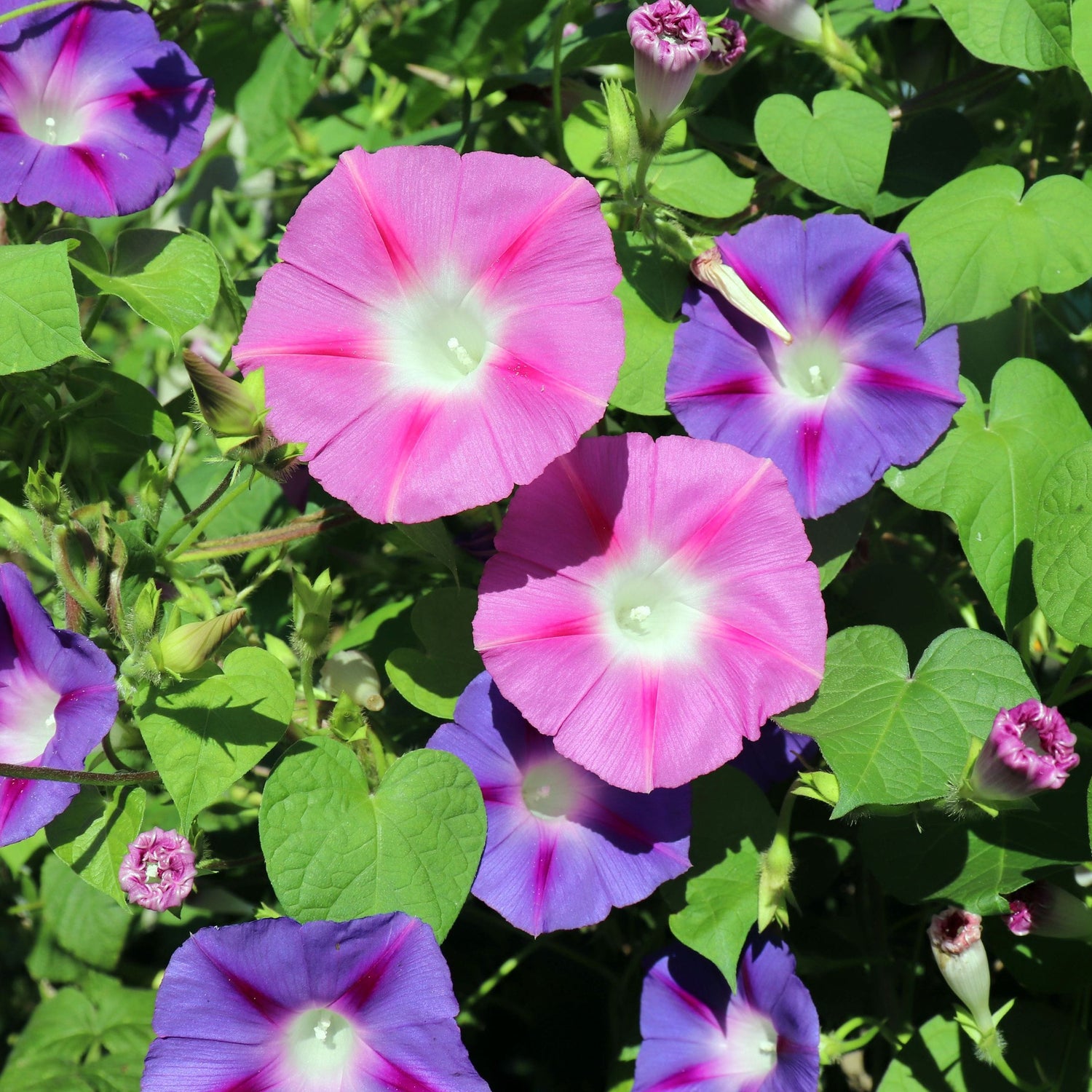 Ipomoea Morning Glory - tall mix