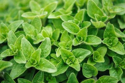 Close-up of green leaves with a blurred background