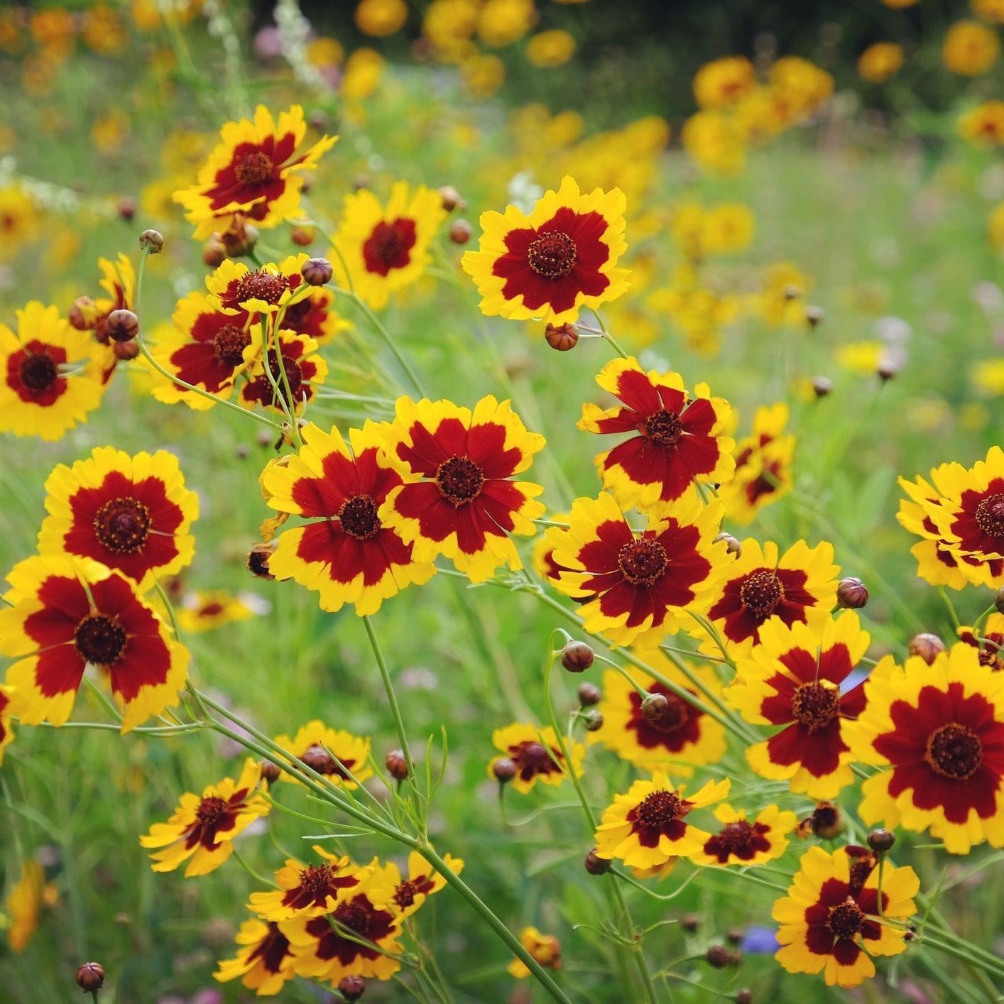 Close-up of yellow and red flowers in a field