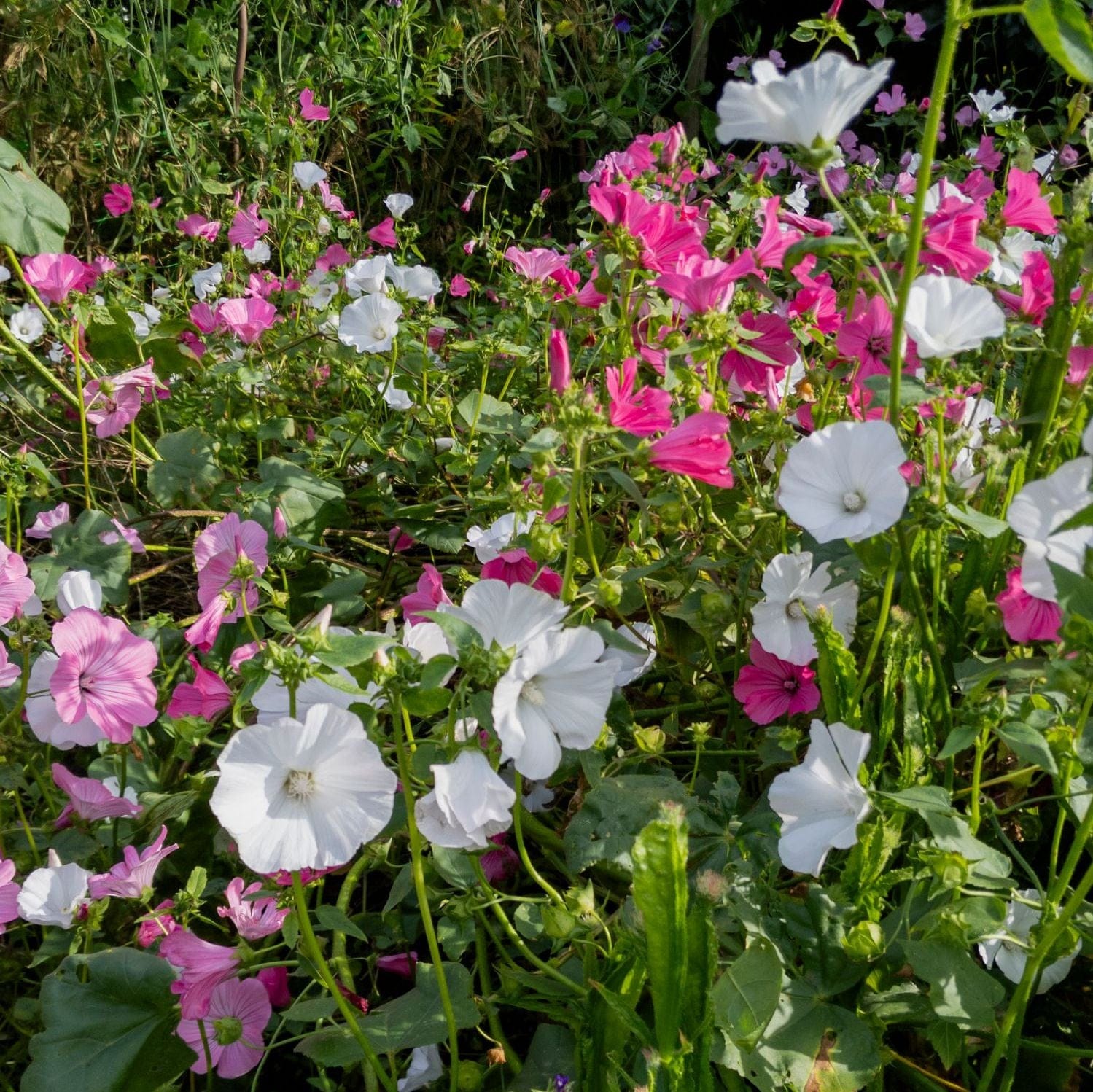 Tree Mallow Mix | LAVATERA trimestris