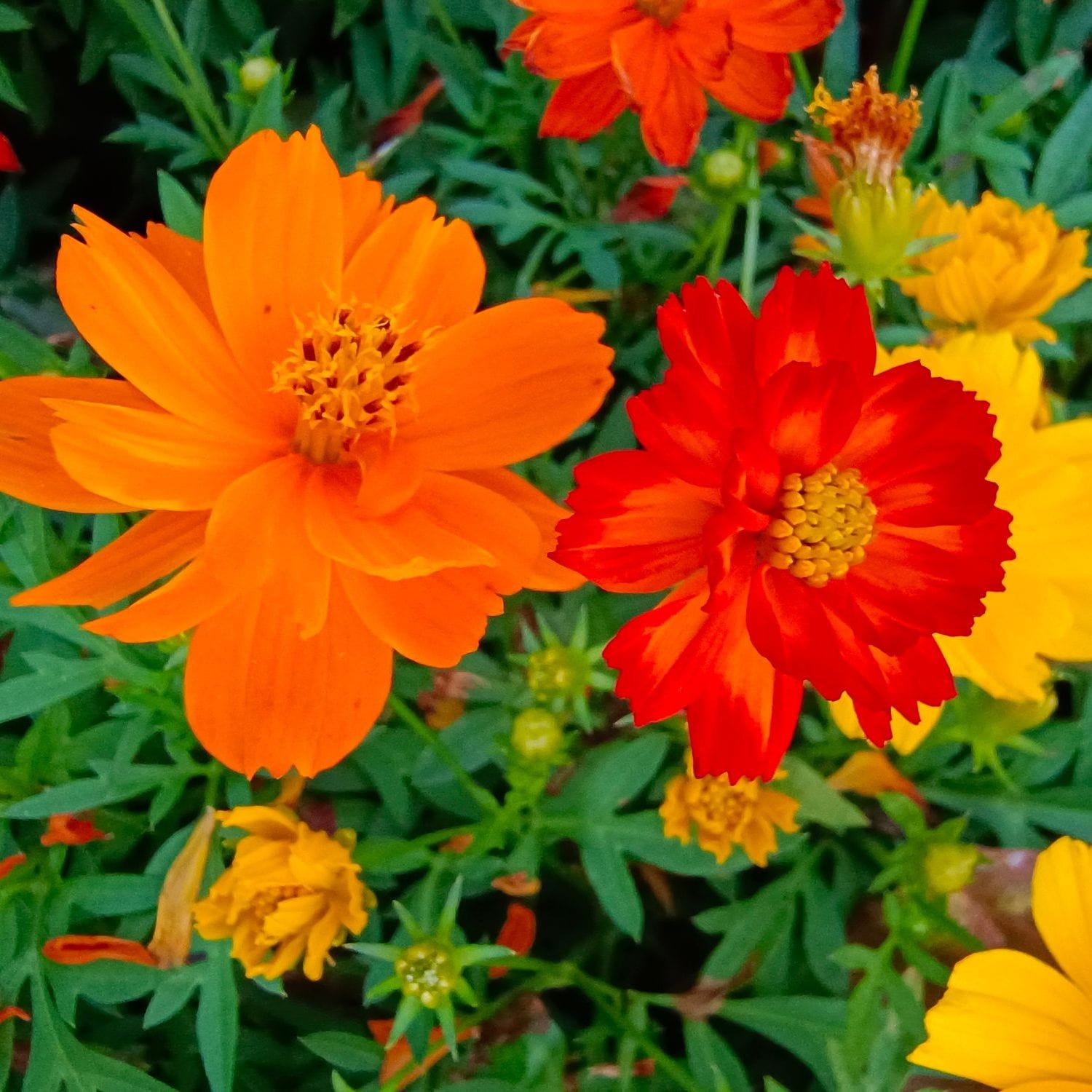 Close-up of orange, red, and yellow flowers with green leaves.