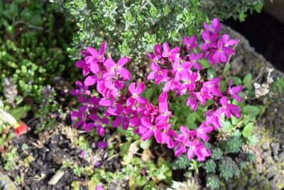 Close-up of pink flowers with green foliage in the background