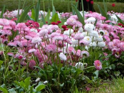 Bouquet of pink, white, and red flowers with green leaves