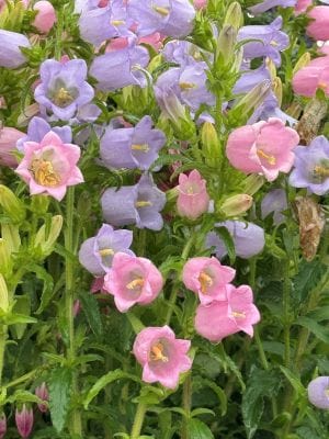 Colorful bell-shaped flowers with pink, purple, and green leaves.